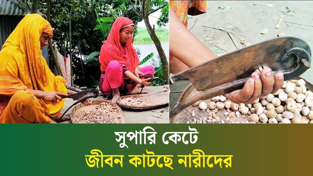 নদীপাড়ে সুপারি কেটেই সাবলম্বী হচ্ছেন নারীরা